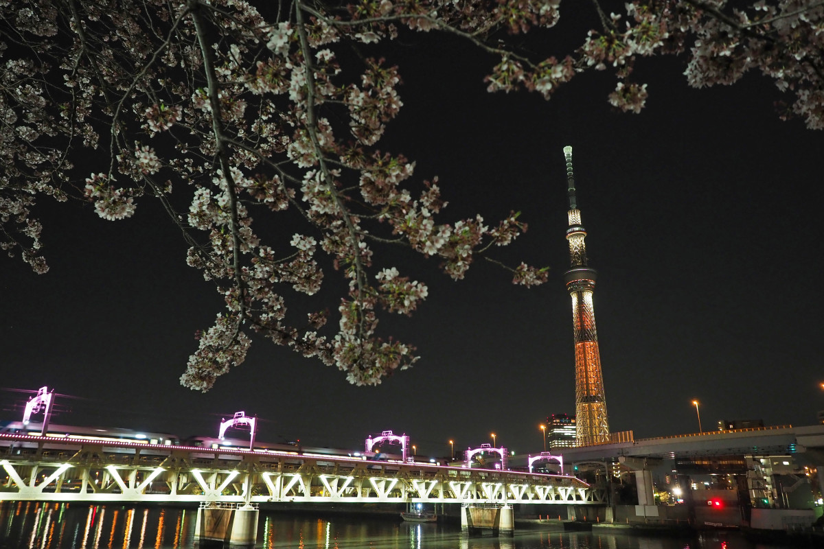 東京スカイツリーと夜桜